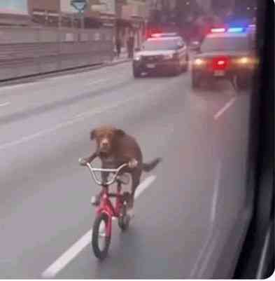 Pastor:Every dream has a meaning 
The dream:👇 | MirrorLog